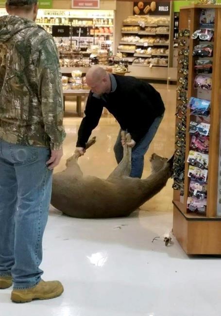Deer runs amok inside supermarket, gets wrangled by shoppers | iNFOnews.ca