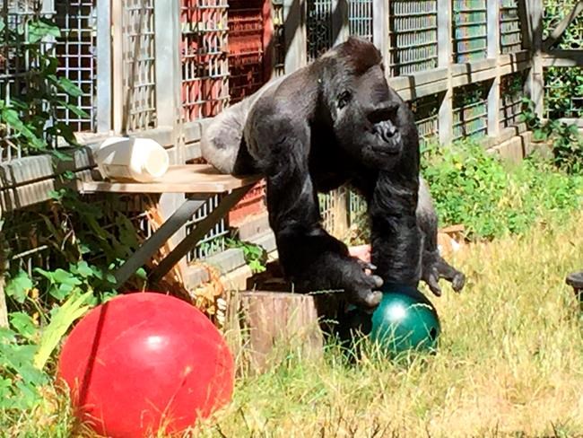 Judge: Solve dispute over pal to sign-language gorilla Koko | iNFOnews.ca Judge: Solve dispute over pal to sign-language gorilla Koko | iNFOnews.ca