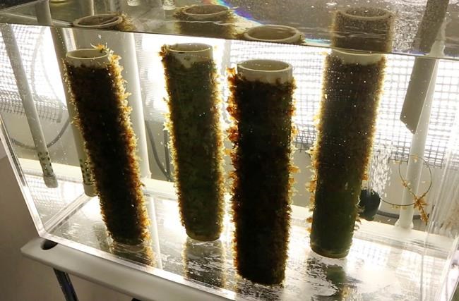 Uncertain future for 'super' seaweed after court ruling | iNFOnews.ca