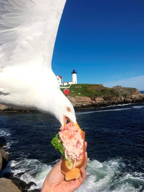 Seagull photobombs, steals woman's lobster roll | iNFOnews.ca