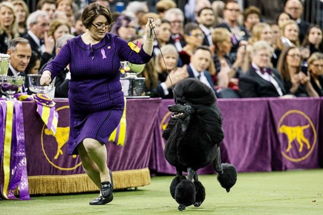 Poodle perfection: Siba wins best in show at Westminster | iNFOnews.ca
