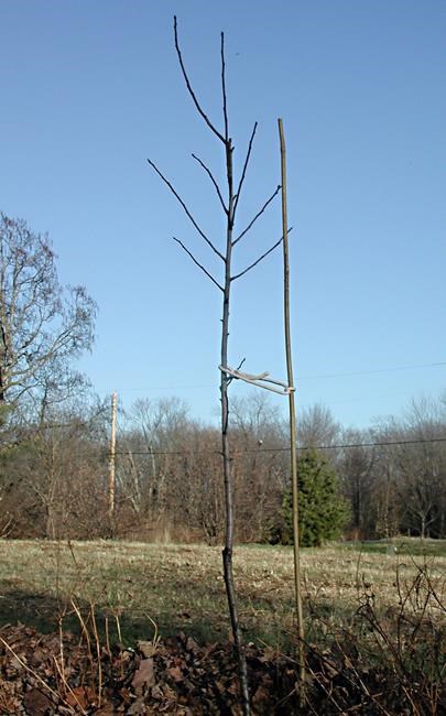 Staking trees: Do it only if needed, and do it right | iNFOnews.ca Staking trees: Do it only if needed, and do it right | iNFOnews.ca