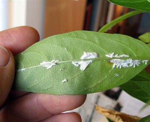 'Tis the season for houseplant pests: how to keep them at bay | iNFOnews.ca CP31227153