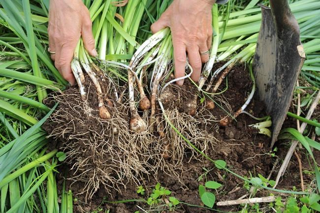 Plan and plant now for spring-flowering bulbs | iNFOnews.ca