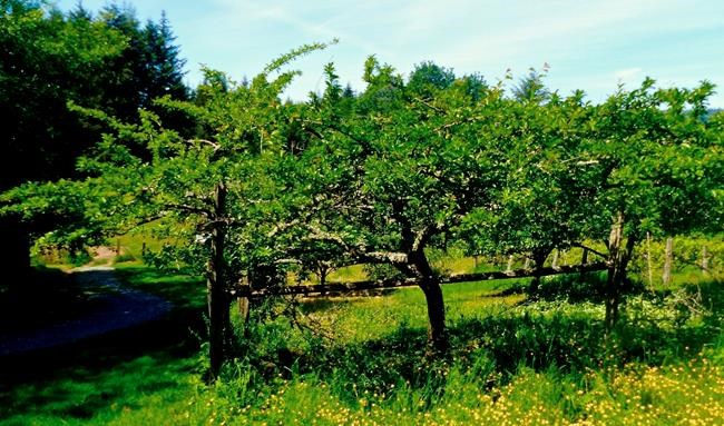 Backyard mini orchards: Smaller apple trees a popular option | iNFOnews.ca
