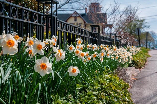 Daffodil drifts can be 'golden roads' for drive-by viewing | iNFOnews.ca