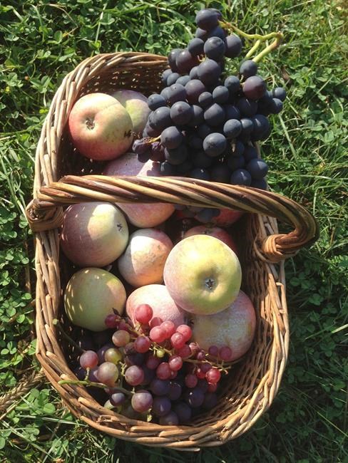 Luscious fruits come from timely harvest, good storage | iNFOnews.ca