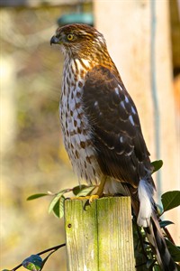 Birders debate ethics of playing back birdcalls on phones, devices | iNFOnews.ca