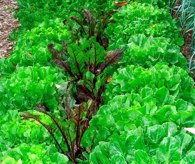 Gardening: How to reach a truce in the war with weeds | iNFOnews.ca Gardening: How to reach a truce in the war with weeds | iNFOnews.ca