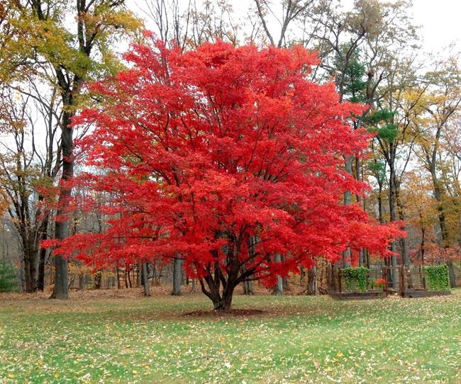 Sunny days, cool nights bring out the best colour in leaves | iNFOnews.ca Sunny days, cool nights bring out the best colour in leaves | iNFOnews.ca