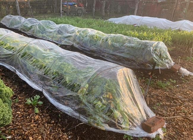 Gardening: Extend your fresh vegetable harvest season | iNFOnews.ca Gardening: Extend your fresh vegetable harvest season | iNFOnews.ca