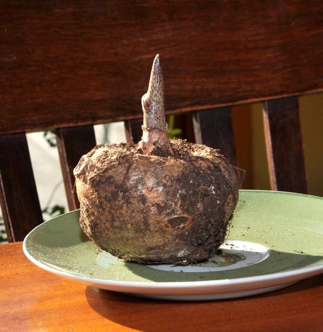 Eerie plants’ season didn’t end with Halloween | iNFOnews.ca Eerie plants’ season didn’t end with Halloween | iNFOnews.ca
