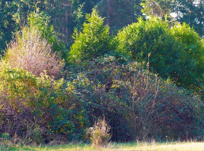 Nature's remedy for blocking noise? Trees | iNFOnews.ca
