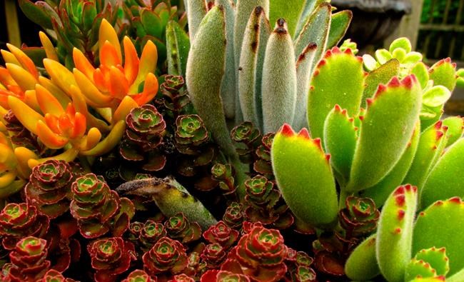 Houseplants become more active as days get longer | iNFOnews.ca
