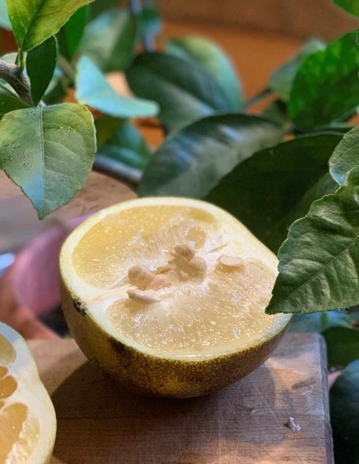That orange seed you just spit out? Grow a tree | iNFOnews.ca