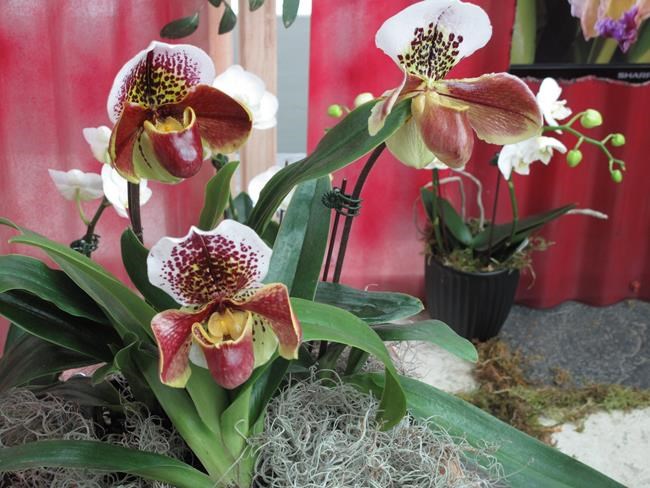 Today's houseplants do more than look pretty | iNFOnews.ca Today's houseplants do more than look pretty | iNFOnews.ca