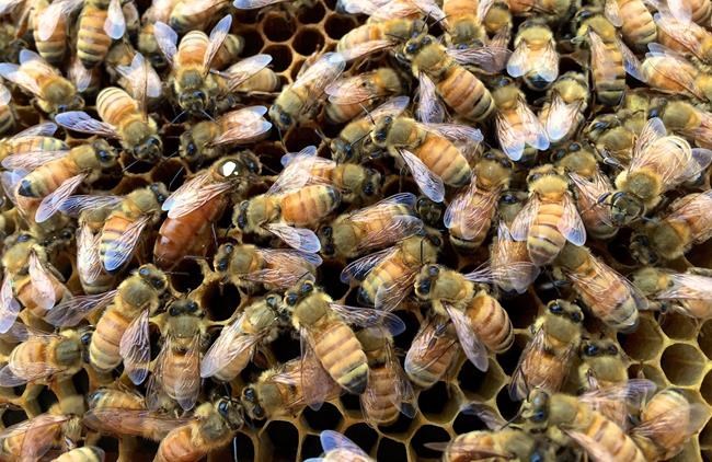 Sometimes it takes a community to keep bees | iNFOnews.ca