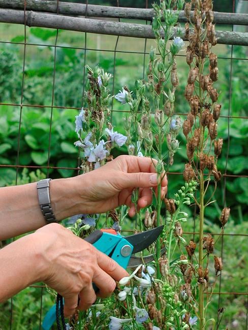 Trimming and tidying: Perennials need care too | iNFOnews.ca Trimming and tidying: Perennials need care too | iNFOnews.ca