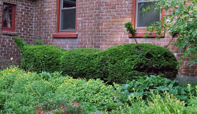 Topiary tips: When you want shrubs to double as sculpture | iNFOnews.ca Topiary tips: When you want shrubs to double as sculpture | iNFOnews.ca