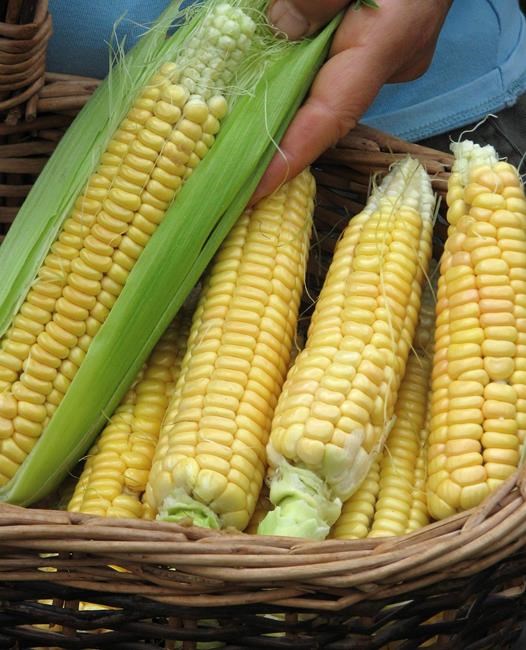 Plant some history in your garden with heirloom plants | iNFOnews.ca