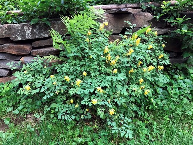 Corydalis adds year-round beauty when it finds its spot | iNFOnews.ca CP200669818