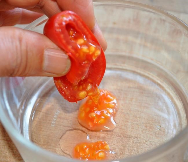 Plan now for the best tomatoes next year | iNFOnews.ca Plan now for the best tomatoes next year | iNFOnews.ca