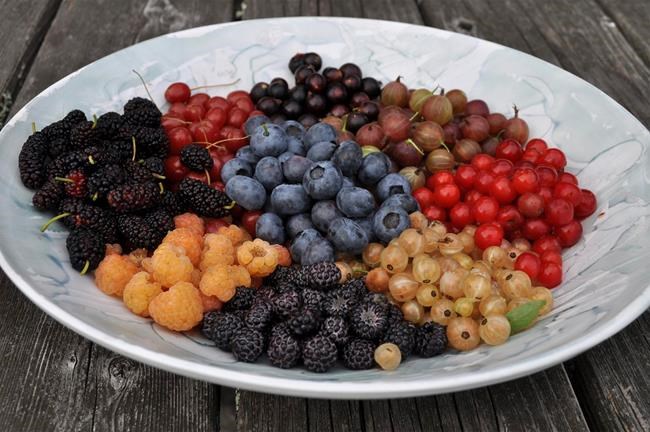 Fall's a season for planting and eating berries | iNFOnews.ca Fall's a season for planting and eating berries | iNFOnews.ca