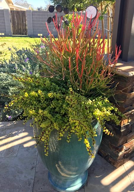 Get the professional look for your flower planters | iNFOnews.ca Get the professional look for your flower planters | iNFOnews.ca