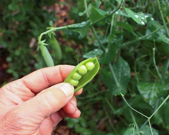 A good test for a gardener: When do you get your first peas? | iNFOnews.ca