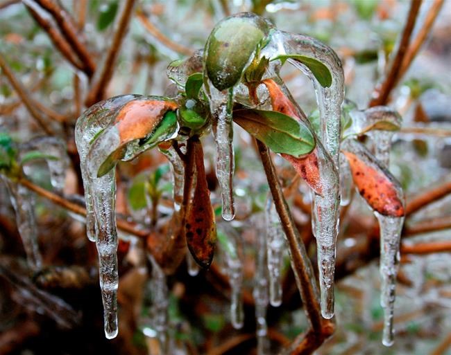 Climate change keeps changing the game for home gardeners | iNFOnews.ca
