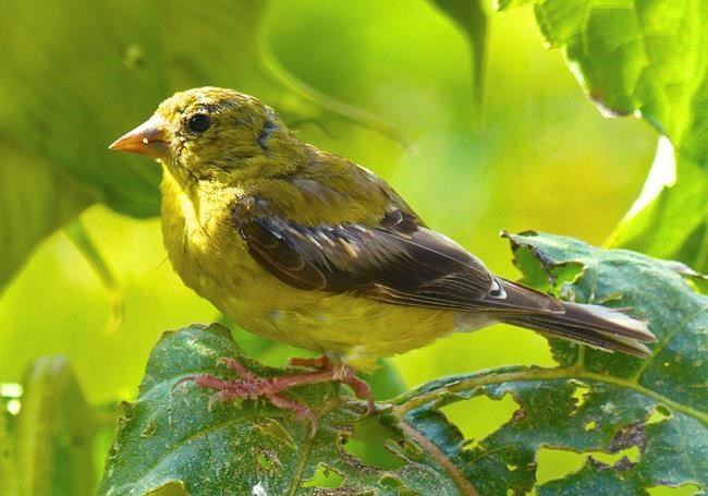 Attract more birds to your yard by 'birdscaping' | iNFOnews.ca