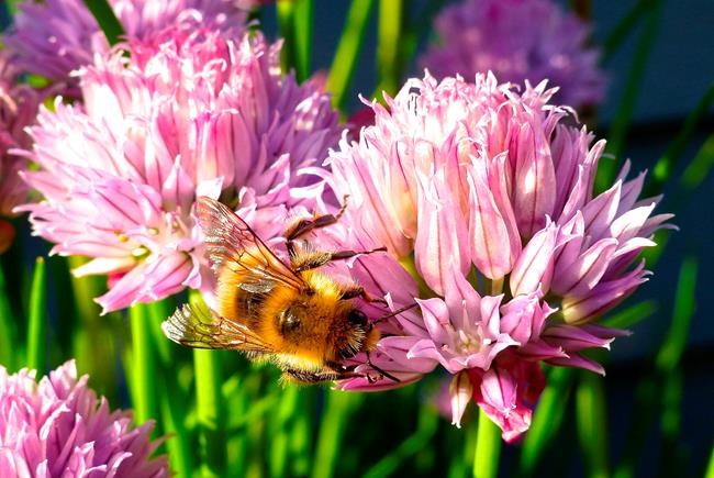 Want to help bees? Plant flowering herbs | iNFOnews.ca Want to help bees? Plant flowering herbs | iNFOnews.ca