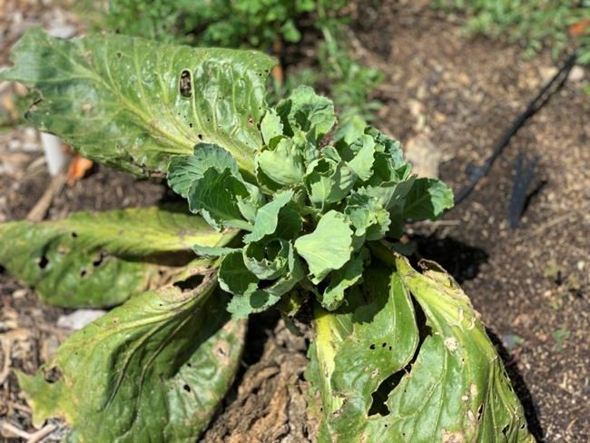 Want a second crop of cabbage this season? 2 methods | iNFOnews.ca Want a second crop of cabbage this season? 2 methods | iNFOnews.ca