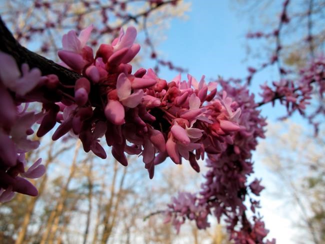 Winter-blooming plants help bees overwinter in your yard | iNFOnews.ca CP650699806