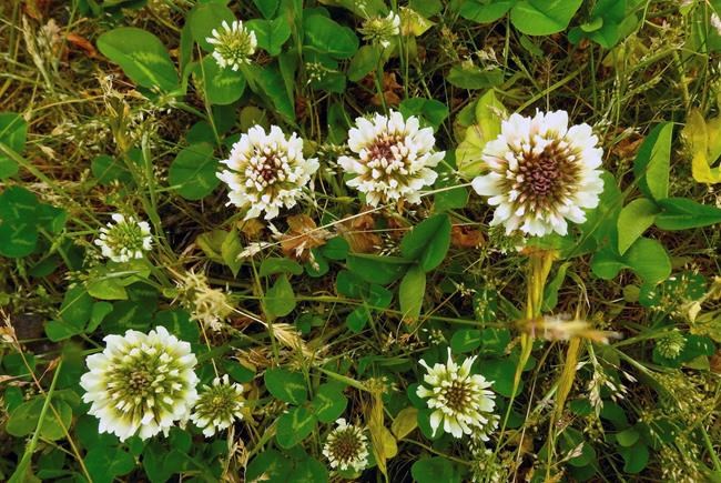 Save the bees (and time and money) by creating a bee lawn | iNFOnews.ca