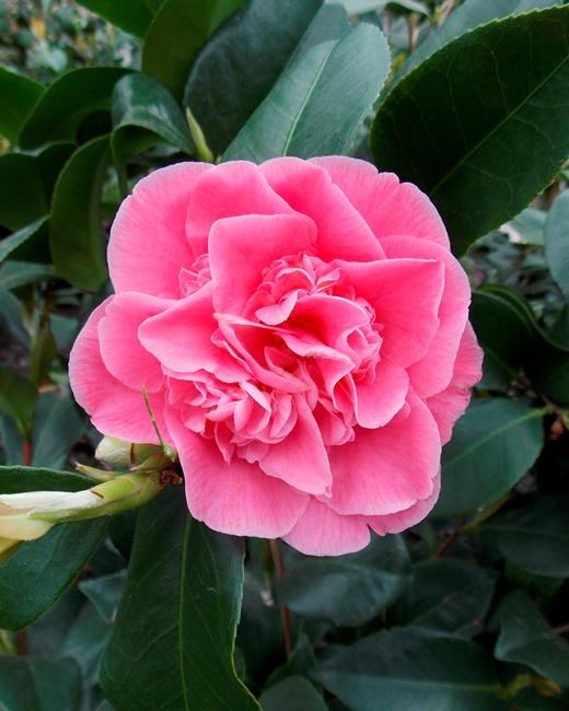 Planting a natural dye garden can be easy and inexpensive | iNFOnews.ca