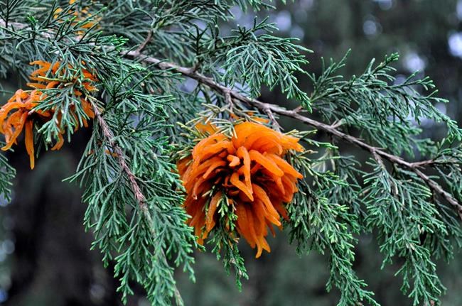 Advice to growers: Match the cure to the pest problem | iNFOnews.ca