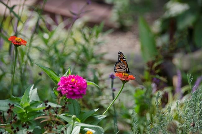 Effort to help monarch butterflies gets boost in marketplace | iNFOnews.ca