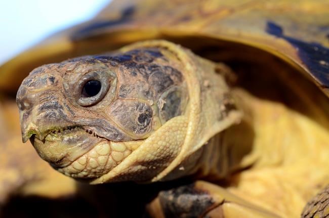 Turtles can make great pets, but do your homework first | iNFOnews.ca