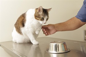 Testing for paw preference can be fun for you and your pets | iNFOnews.ca CP19912791