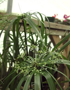 Umbrella plant - a relative of papyrus - looks good and makes paper too | iNFOnews.ca