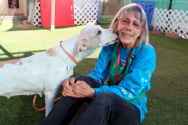 Reading to cats, walking dogs: 5 ways to help at a shelter | iNFOnews.ca