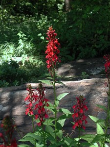 Cardinal flower's bright red livens up the shade, calls for thoughtful planting | iNFOnews.ca