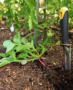 Summer's not the time for spinach, but you can grow substitutes | iNFOnews.ca Summer's not the time for spinach, but you can grow substitutes | iNFOnews.ca
