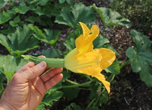 Fun, convenient, often tastier and more tender: Baby vegetables are a hit | iNFOnews.ca CP29232803
