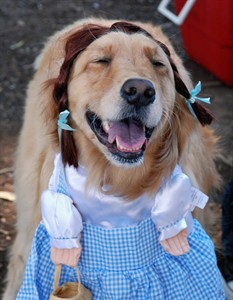 People dress dogs, compete for prizes at Halloween parties for dogs | iNFOnews.ca People dress dogs, compete for prizes at Halloween parties for dogs | iNFOnews.ca