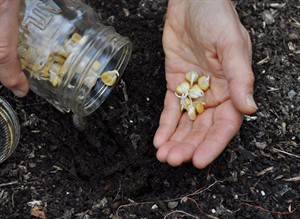 Lack of faith or space makes a case for pre-sprouting seeds before planting | iNFOnews.ca CP18786406