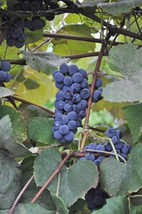 Easy to grow, Concord grapes offer flavour, foxy aroma, resistance to pests | iNFOnews.ca Easy to grow, Concord grapes offer flavour, foxy aroma, resistance to pests | iNFOnews.ca