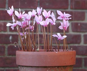 'Hardy' cyclamens are fall and winter beauties, dainty but tough | iNFOnews.ca CP30277350
