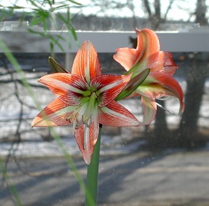 CP30462902